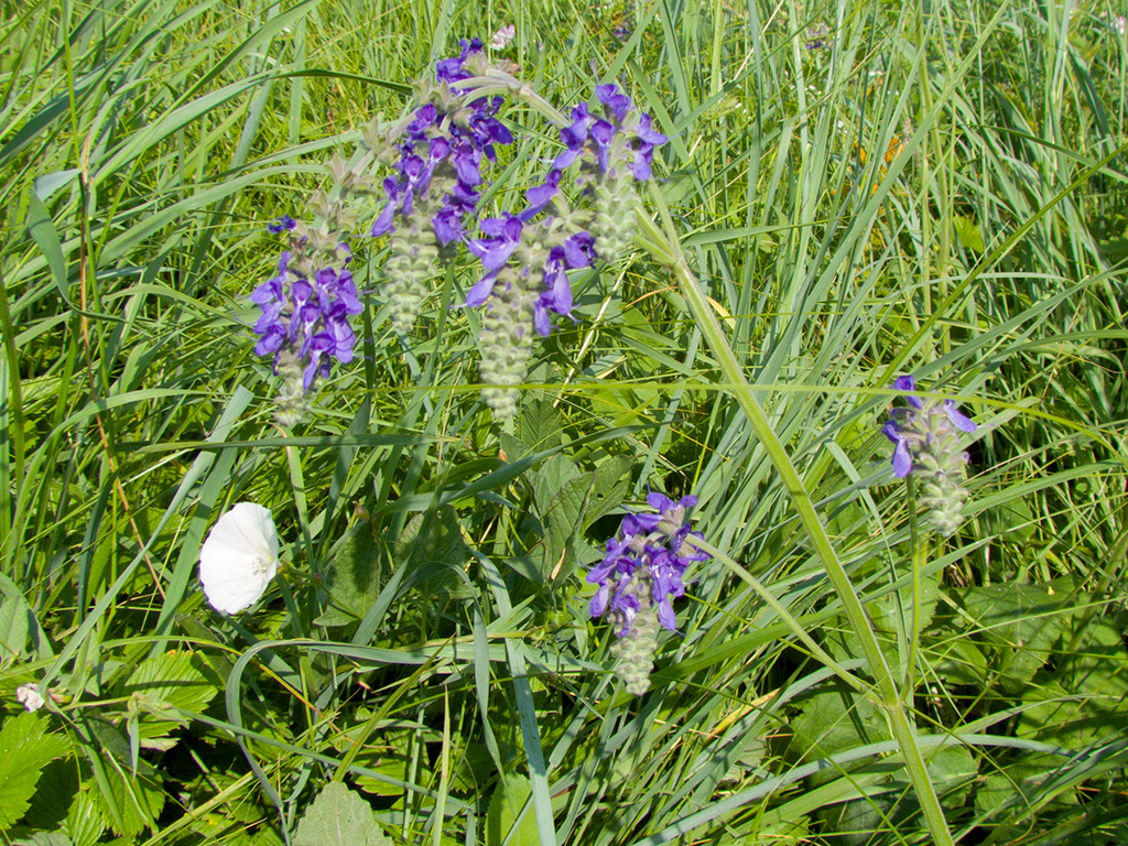 Salvia nutans L.